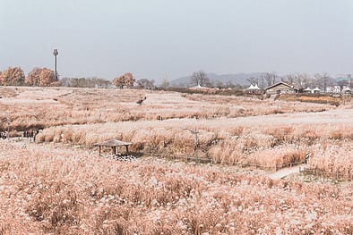 Silvergrass fields at Haneul Park during Autumn in Seoul
